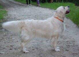 Srb Ch Jun. Club Winner '13 Silkstyle Elizabeth