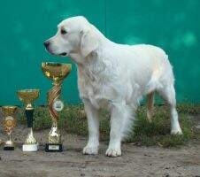 Jun.Ch.Rus.Jun.Ch.NKP,Ch.rus Rus Pekos Zaznoba Jun.Ch.Rus.Jun.Ch.NKP,Ch.rus Rus Pekos Zaznoba