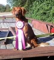 HRCH Greenmeadows Ikes Golden Ticket