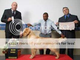 Ch.In Ma Cherie Morgan Goldens
