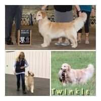 Sunnyside's Twinkle Lil's Star BN CAA CGCA CGCU TKP THDN CCA CH Ptd