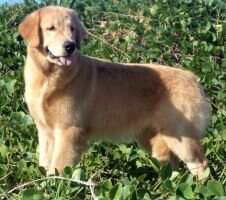 Chasse F. Sara Jane