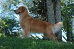 Chasse D Jason