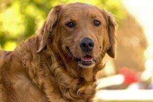 Burke's Blue Diamond Golden Bella