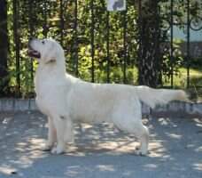Ch.Rus.,Ch.NCR,CACIB Rus Pekos Radost Ch.Rus.,Ch.NCR,CACIB Rus Pekos Radost