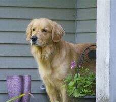 U-CH Celebration's Olympic Gold BN CCA
