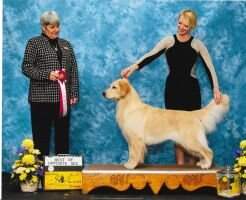GCH/Can Bearabella's I Only Drink Champagne
