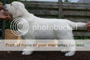 Poppy Honey van de Corner Brook