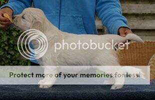 Fifi Trixibelle van de Corner Brook