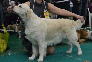 Gold Beuty Dagni Dancing Buterfly