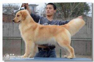 Rael Mangguo of Alang Kennel