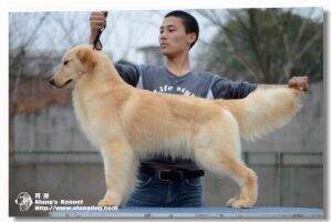 Radia Yiwa of Alang Kennel