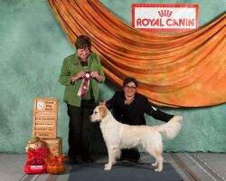 CFC Jr CH BackRoad Bold as Brass CFC Jr CH BackRoad Bold as Brass