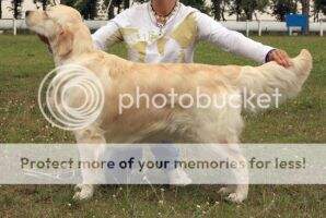 JChBLR,ChBLR,RUS, Breed Ch Sky Pride Altaira JChBLR,ChBLR,RUS, Breed Ch Sky Pride Altaira