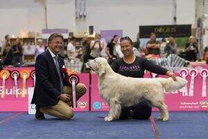 vEW. CIB.CIE.MultiCh.MultiJCh. Thornywait Fire N'Ice (VHC at Crufts 2018, vet.European Winner 2021) vEW. CIB.CIE.MultiCh.MultiJCh. Thornywait Fire N'Ice (VHC at Crufts 2018, vet.European Winner 2021)