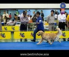 Sun Golden Taiwan's Lion King of JBG JR