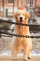 Acro ocean of ning meng?s Kennel