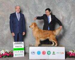 CH.CN Afra wildfire of ning meng?s Kennel