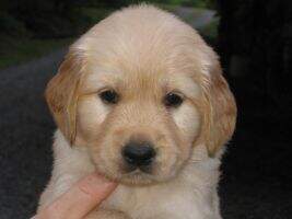 Noble Golden's Scamper Jack