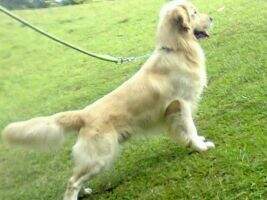 Groove von Maximus Dynasty BH
