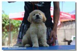 Rack Kelin of Alang Kennel