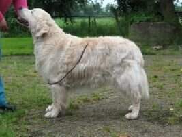 Benson Braveheart v.d. Tender Bende
