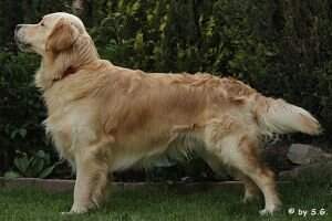 Five O' Clock Tea from Strawberry Goldens