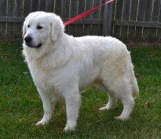 Lil Bit-O-Golden's Matia