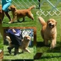 NOHS-BIS GCHB CH Hicountry-Mariah's Fashion-Ice-Ta