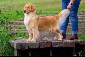 CH ARG Jr CH Uru LIBERTY MOLLY BUDDY