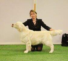 Est & LT & LTU & Balt LT & LV & EST & BALT CH Balt Tln Golden Tunes Rocket Man (Crufts CQ) Est & LT & LTU & Balt LT & LV & EST & BALT CH Balt Tln Golden Tunes Rocket Man (Crufts CQ)
