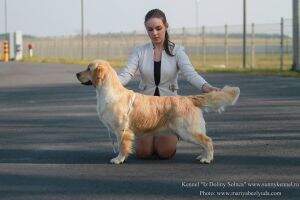 Eurasia Winner'14'15 CH RUS/BY/CZ/RKF CH Riera Amore Mia Dolina Solnca Eurasia Winner'14'15 CH RUS/BY/CZ/RKF CH Riera Amore Mia Dolina Solnca