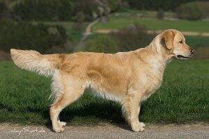 Amiability Page of golden Mountain Lake