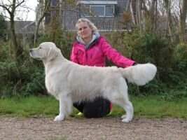 Luxembourg, German & VDH Champion Mr. LookOLook Hidden in the Woods Crufts Qualified for Life