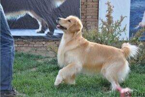 Sailor (Highmark S.M Major League x Evertop Rose)