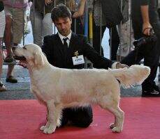Int.Spa.Port.Gbr.Ch.V- EWJ?13. / Port/ /.JCh. Trinity Ilusion De Lar De Casanova JCh.CER/1st in Yearling Class at Crufts 2014 Int.Spa.Port.Gbr.Ch.V- EWJ?13. / Port/ /.JCh. Trinity Ilusion De Lar De Casanova JCh.CER/1st in Yearling Class at Crufts 2014