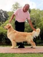 Ch. Col. GOLDEN LEGENDS DE BAENA HURRICANE JA Ch. Col. GOLDEN LEGENDS DE BAENA HURRICANE JA