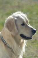 Remington With A Heart Of Gold