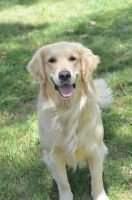 Heart Of Gold Lucille Goldengirl