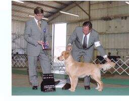 U-GCH Westgold Hitting A Home Run
