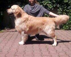 ?VCh, HCh Golden Rainbow Arnold