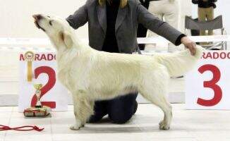 JChRus Candidate for ch. mono ChRKF CHOICEGOLD GLORIYA GOLDEN GIRL