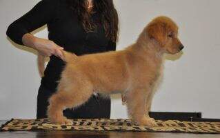 LEONGOLDEN VELVET REVOLVER LEONGOLDEN VELVET REVOLVER