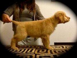 LEONGOLDEN VELVET'S DREAM