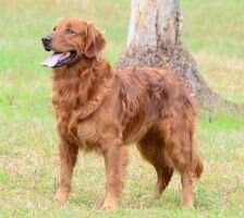 Rockerin The Great Charlee
