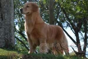- 3JBIS Chasse C Naomi - 3JBIS Chasse C Naomi