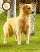 GOLDEN SUNSET'S PASCUAL JAMILE