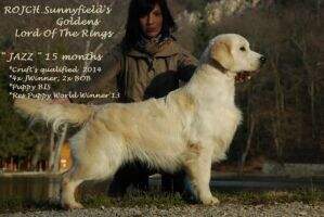 RjCh Sunnyfields Goldens Lord Of The Rings Vice Puppy World Winner 13'