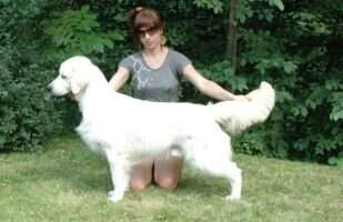 Sunnyfields Goldens Egoist Sunnyfields Goldens Egoist