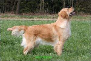 Heideles Golden April Love June